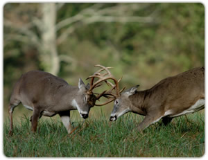 Maryland Deer Hunting - Sika Deer Hunting
